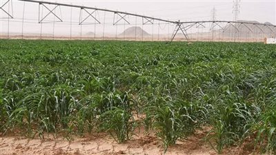 عامل في مشروع توشكى: إنتاجية النخيل تزداد من سنة لأخرى.. وأنا فخور بالعمل هنا