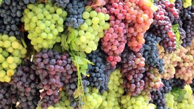 عاجل.. فتح السوق الفيتنامي امام صادرات العنب المصري