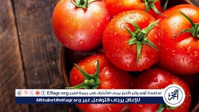 عاجل- الطماطم أغلى من المانجو.. ارتفاع متوقع في أسعار الطماطم خلال الأيام القادمة