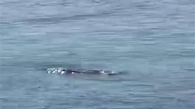 مصدر أمني لا صحة لظهور تمساح بنهر النيل في الأقصر