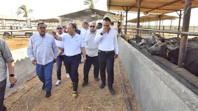 محافظ أسيوط يتفقد بدء أعمال تطوير محطة بني سند للماشية بمنفلوط
