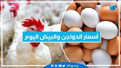 أسعار الدواجن والبيض اليوم الإثنين 15-7-2024 في الدقهلية