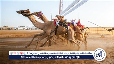 الاتحاد السعودي للهجن يكشف عن البرنامج الزمني لمهرجان ولي العهد