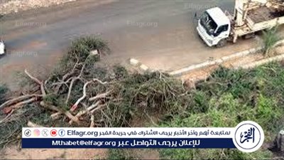 متحدث محافظة القاهرة يكشف تفاصيل قرار منع قطع الأشجار والتقليم الجائر (فيديو)