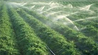 الريف المصري: توقيع عقد استثمار مع النيل للسكر في غرب المنيا