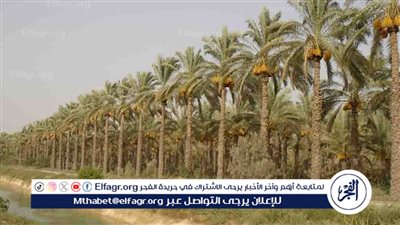 الزراعة بالوادي الجديد: نستهدف الوصول إلى 5 ملايين نخلة بانتهاء 2025