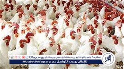 أسعار الدواجن والكتاكيت في مصر: تحديثات يومية