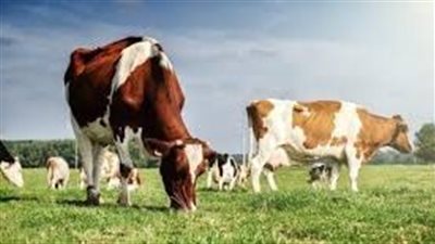 موعد إيداع دعم المواشي لشهر أغسطس 2024