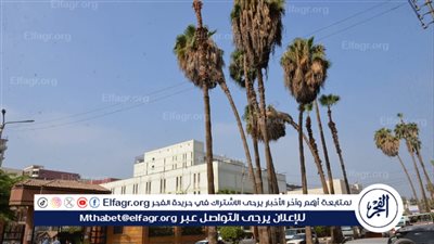 محافظ الدقهلية يوجه بإزالة نخلتين خشية سقوطهما وإعادة زراعة مكانهما فورًا 