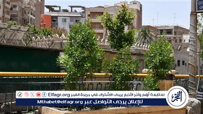 محافظ الفيوم: توزيع وغرس 221500 شجرة بمراكز وقرى المحافظة
