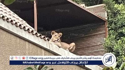 أسد في البلكونة.. تفاصيل التحقيق مع رجل أعمال حوّل فيلته بالمعادي لحديقة حيوان