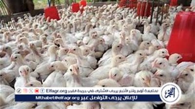 استقرار أسعار الفراخ والبيض في الأقصر اليوم السبت 11 أغسطس 2024