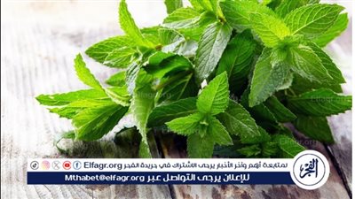 كل ما تريد معرفته عن النعناع.. الفوائد والأضرار