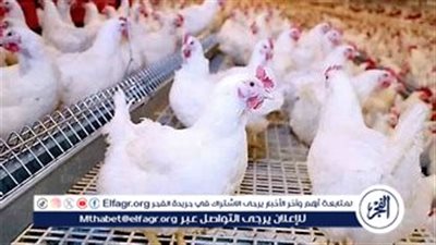 أسعار البيض والفراخ اليوم الثلاثاء 13 أغسطس 2024 