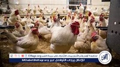  أسعار الفراخ والبيض في الشرقية اليوم السبت 17 أغسطس 2024