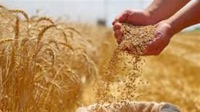 “التموين”: احتياطي القمح يكفي 6 أشهر.. واحتياجنا السنوي يصل لـ21 مليون طن