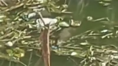 حقيقة ظهور تمساح في ترعة الشبرامنتية بالبدرشين| فيديو