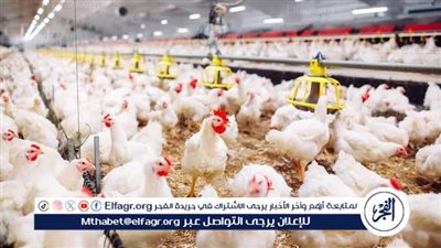 تراجع كبير في أسعار الدواجن بالأسواق.. الكيلو بـ65 جنيها بالمزرعة