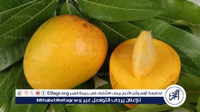 كيفية تخزين المانجو: طرق فعالة لحفظ الفاكهة اللذيذة على مدار العام
