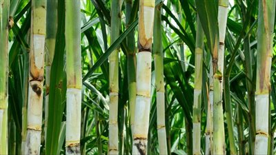 عاجل| مجلس الوزراء يوافق على تحديد الأسعار الاسترشادية للمحاصيل السكرية لموسم 2025