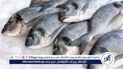 أسعار السمك البلطي والبوري اليوم الأحد 22-9-2024 في محافظة قنا