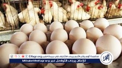 أسعار الدواجن والبيض اليوم الأربعاء 4 ستمبر 2024 