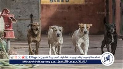 حكم بيع الكلاب: اختلاف المذاهب الفقهية وفتوى دار الإفتاء المصرية