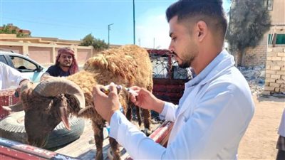 تنظيم قوافل بيطرية لتوقيع الكشف على رؤوس الثروة الحيوانية في مطروح 