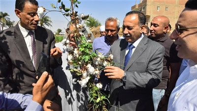 محافظ أسيوط يفتتح موسم جنى القطن وسط فرحة المزارعين   