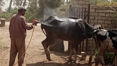 رش وعلاج 4527 رأس ماشية خلال قوافل بيطرية مجانا بالجيزة