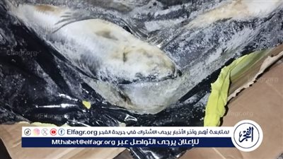 ضبط 12 طن سمك مجمد منتهي الصلاحية في الغربية