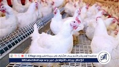 انخفاض أسعار الفراخ في مصر اليوم 18 سبتمبر 2024: تفاصيل التحديثات الأخيرة