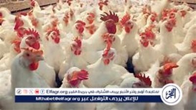 أسعار كرتونة البيض والفراخ في مصر (22 سبتمبر 2024)