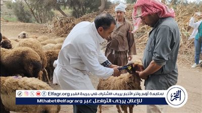 انطلاق أعمال الحملة القومية لتحصين الأغنام والماعز ضد طاعون المجترات الصغيرة بالدقهلية