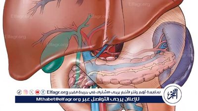 الكبد الدهني: أسبابه، أعراضه، وطرق علاجه