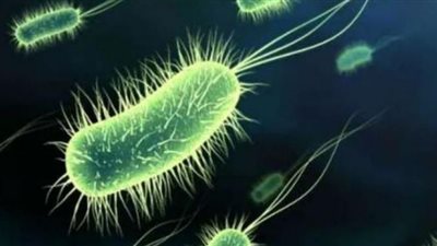 تسببت في إصابات أسوان.. طرق الوقاية والعلاج من بكتيريا الإيكولاي