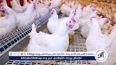 أسعار الفراخ اليوم الجمعة 4-10-2024 في الدقهلية