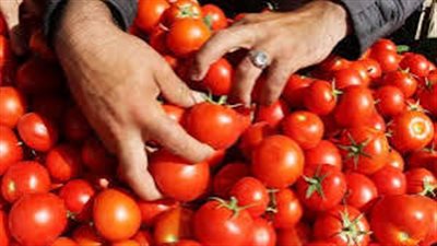 عاجل| ماذا فعلت الطماطم؟.. أسعار الخضروات والفاكهة في مصر اليوم السبت
