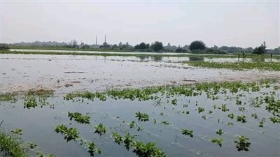 مياه النيل تغمر 900 فدان من المحاصيل بالمنوفية بعد ارتفاع منسوبها