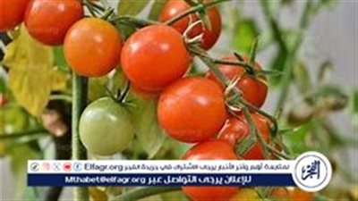 انخفاض أسعار الطماطم في مصر: الأسباب والتوقعات
