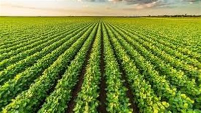 الزراعة: قطاع الزراعة الالية يستقبل وفدا اوروبيا بمجال الميكنة الزراعية