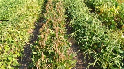 أكاديمية البحث العلمي والتكنولوجيا تحقق إنجازًا جديدًا في تطوير الزراعة المصرية