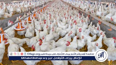 عاجل من رئيس الشعبة بشأن أسباب ارتفاع أسعار الدواجن (فيديو)