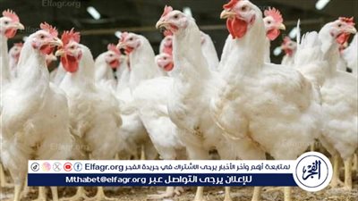 أسعار الدواجن اليوم السبت 12-10-2024 بمحافظة الدقهليى