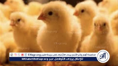 أغلى من الدولار.. رئيس شعبة الدواجن يكشف أسباب ارتفاع أسعار الكتاكيت 