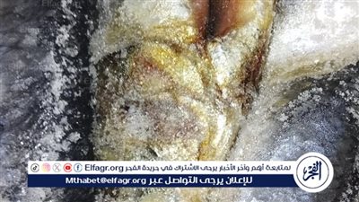 ضبط 20 طن سمك مجمد منتهي الصلاحية فى الغربية
