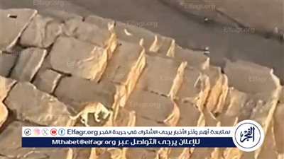 فيديو كلب على قمة الهرم الأكبر يثير جدلًا واسعًا على مواقع التواصل الاجتماعي