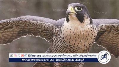 بيع شاهين بـ 240 ألف ريال في الليلة الرابعة لمزاد نادي الصقور السعودي 2024