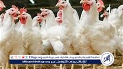 الاتحاد العام لمنتجي الدواجن: تراجع الأسعار بهذا التوقيت (فيديو)