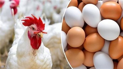 أسعار الدواجن اليوم الخميس 24- 10-2024 في الدقهلية